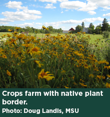 Crops farm with native plant border. Photo: Doug Landis, MSU